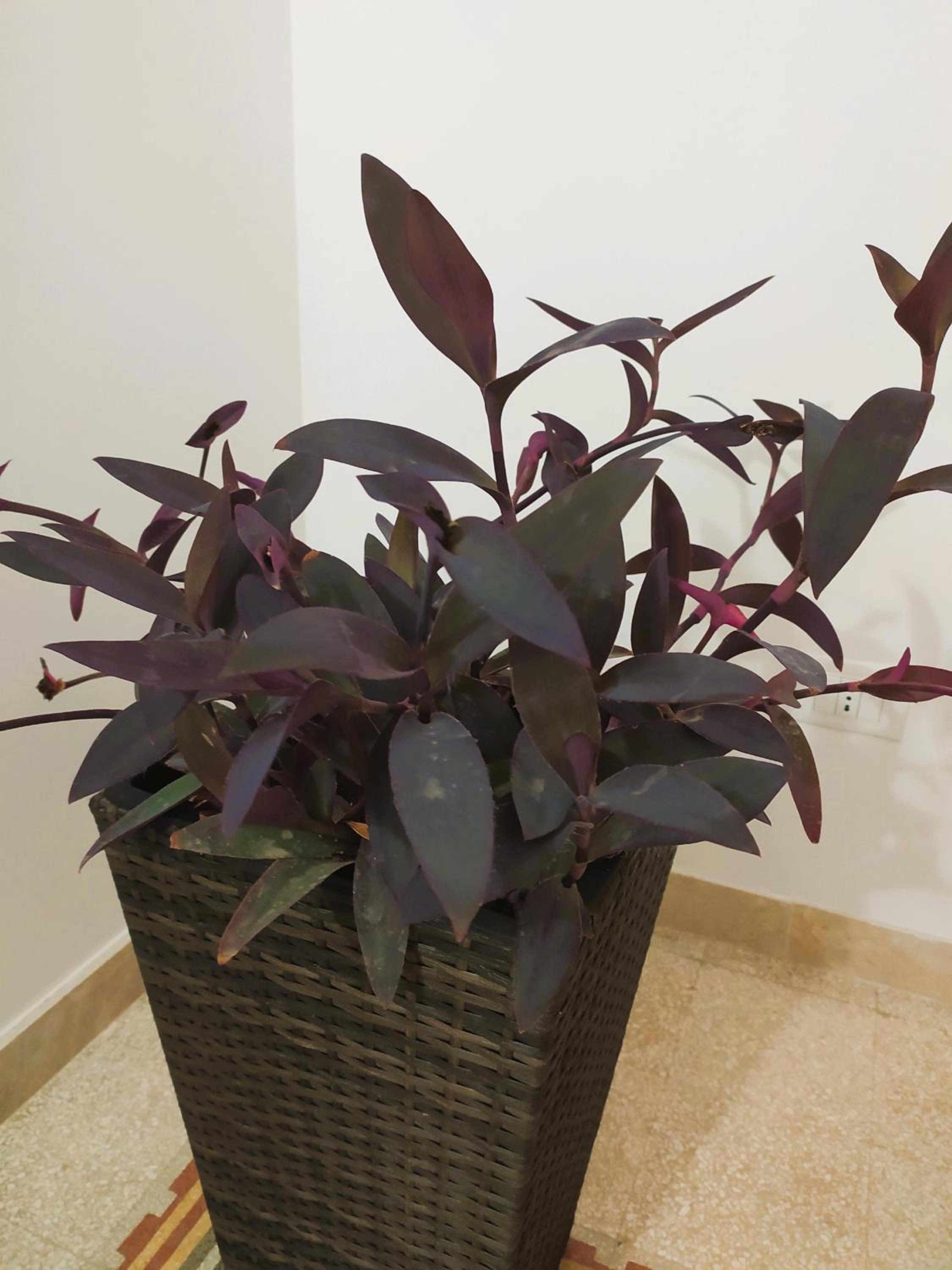 La Rugiada-con giardino e parcheggio moto privato