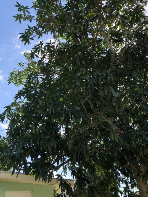 Mango Leaf