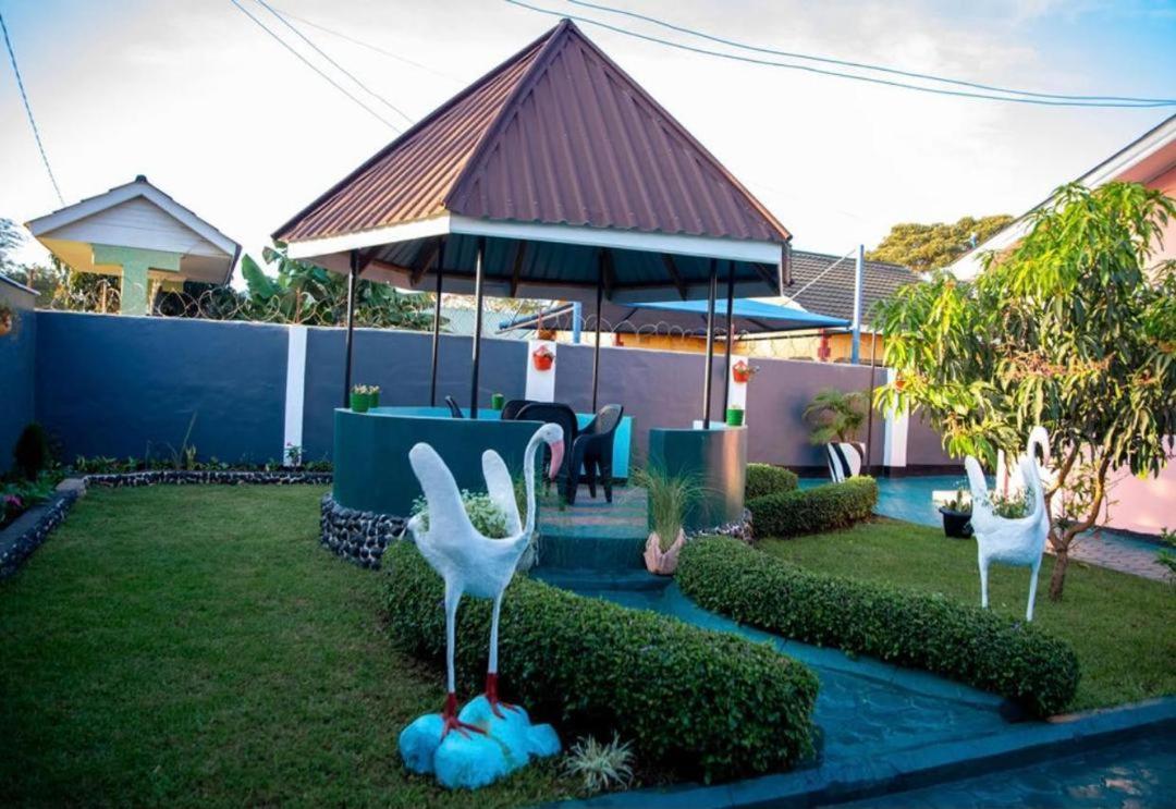 African Flamingo home