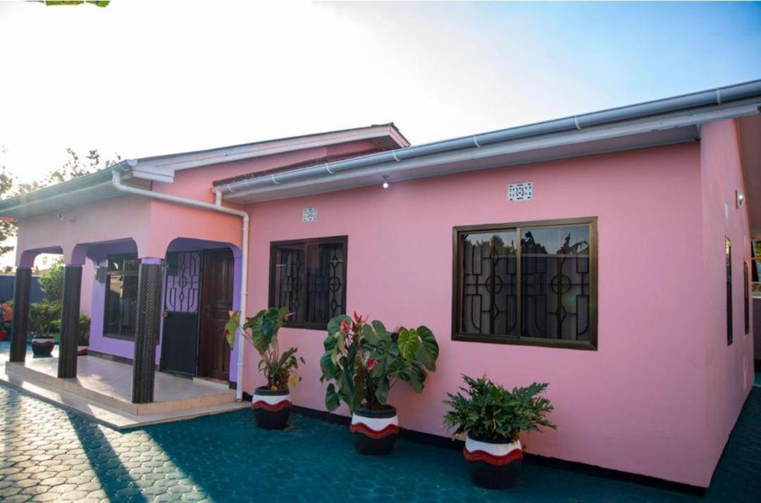 African Flamingo home