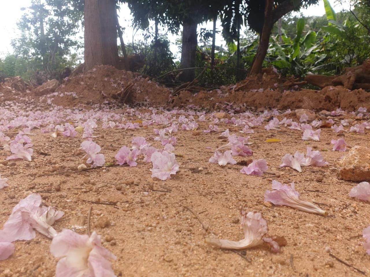 Dillenia canopy