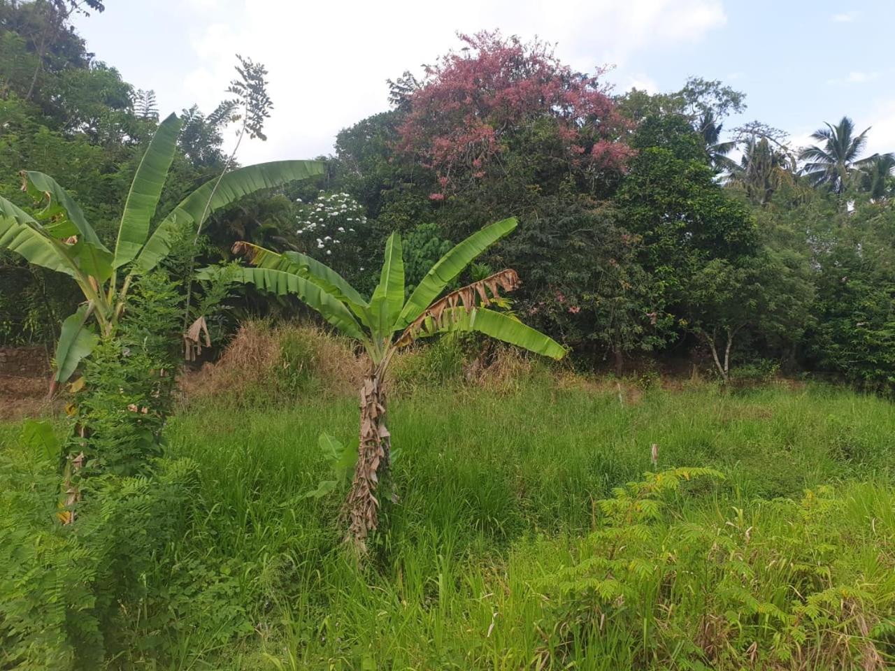 Dillenia canopy