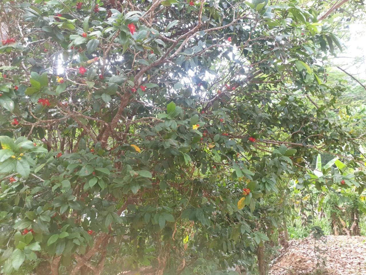 Dillenia canopy