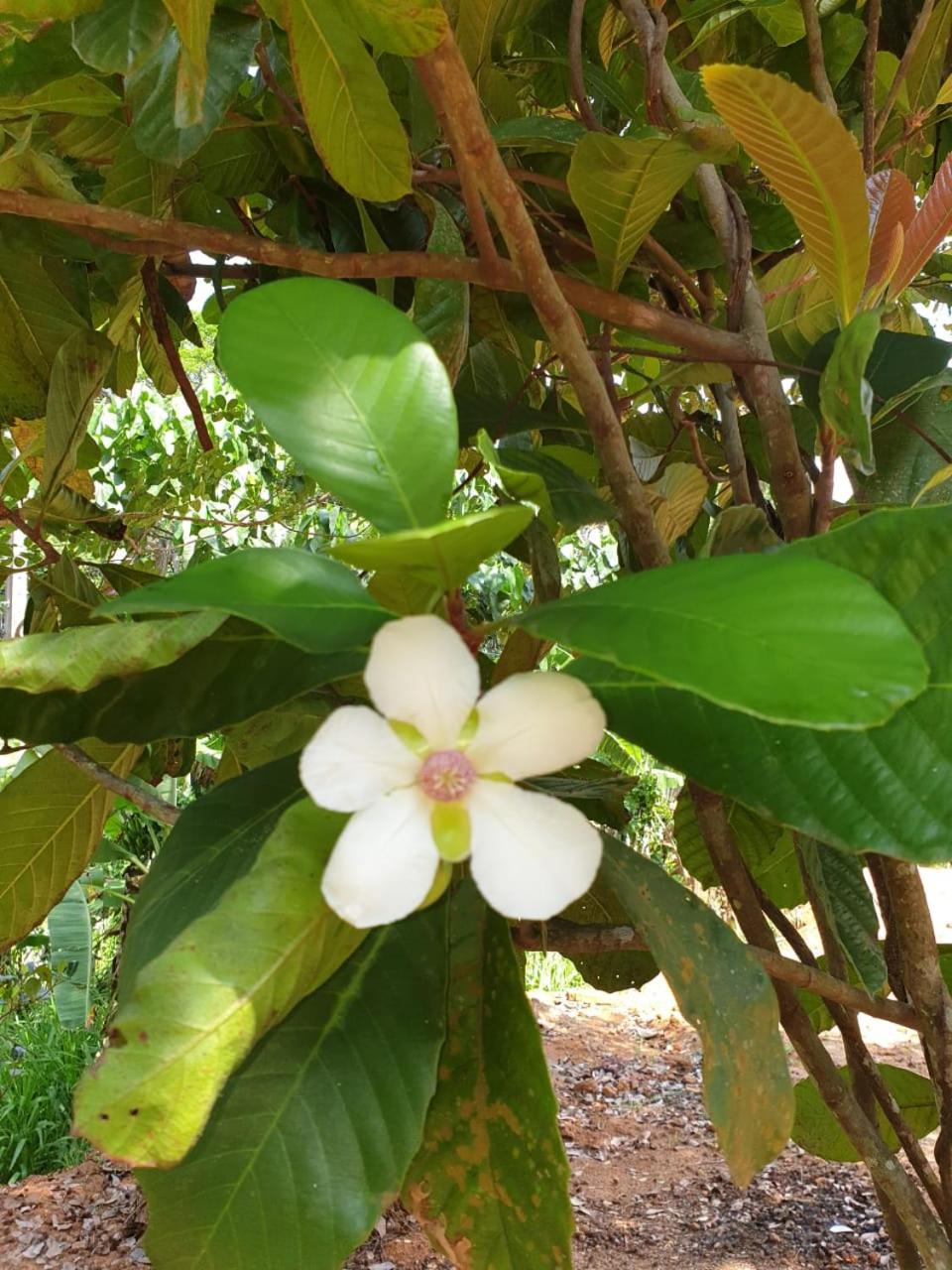 Dillenia canopy