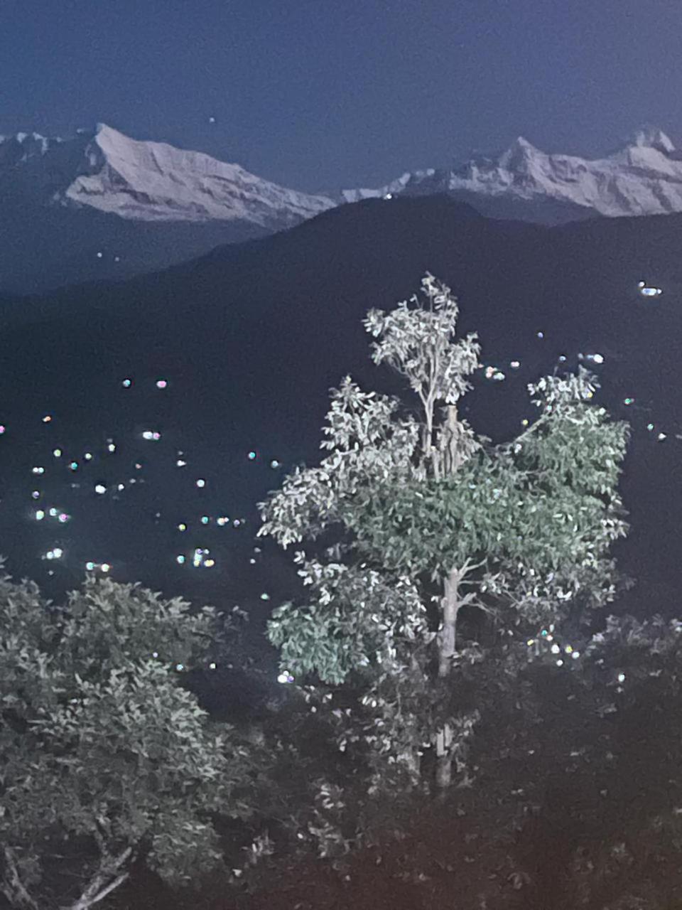 The Himalayan Oaks