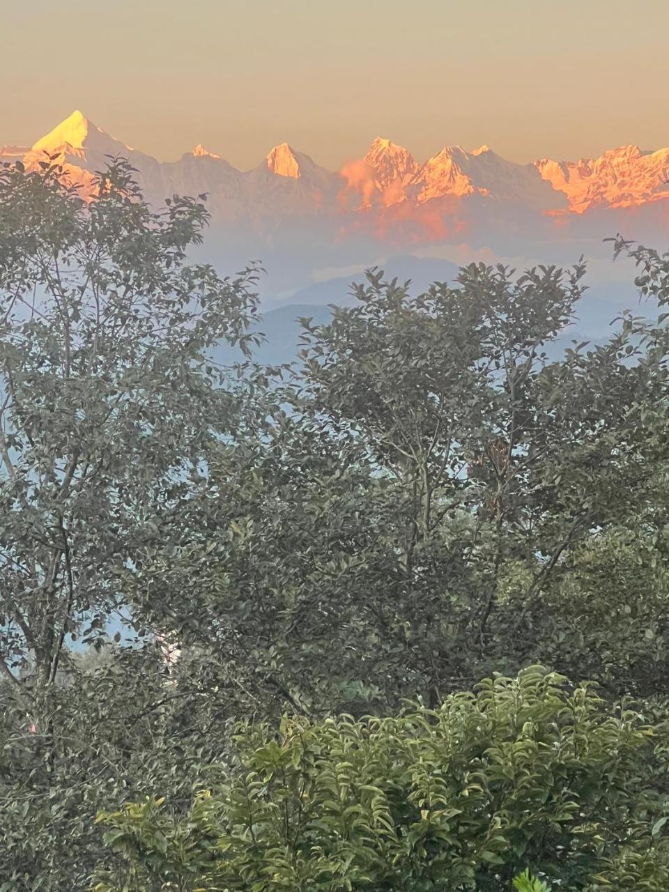 The Himalayan Oaks