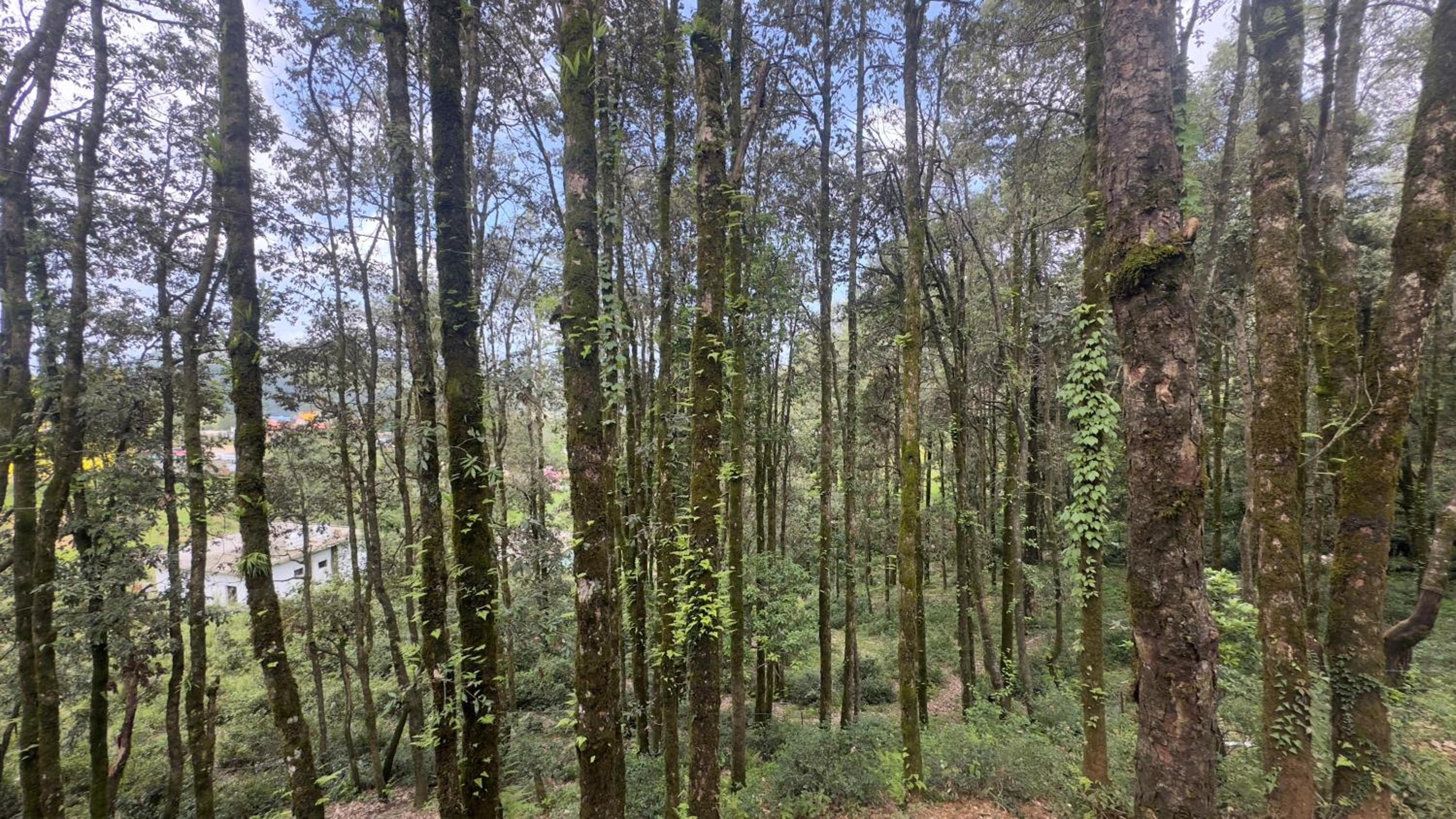 The Himalayan Oaks