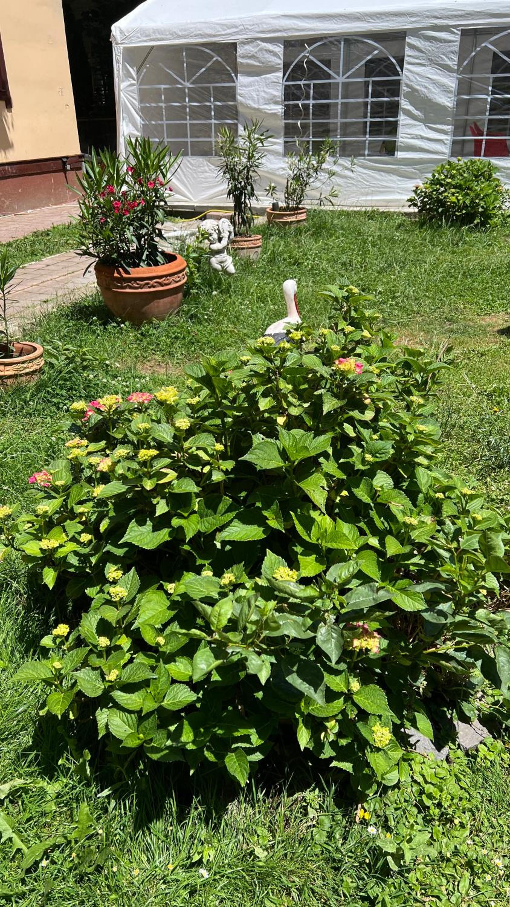 Pensiunea Foișor