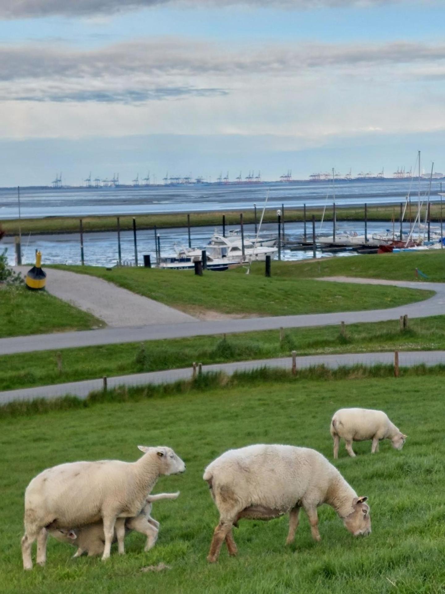 Ferienwohnung Kajüte In Fedderwardersiel