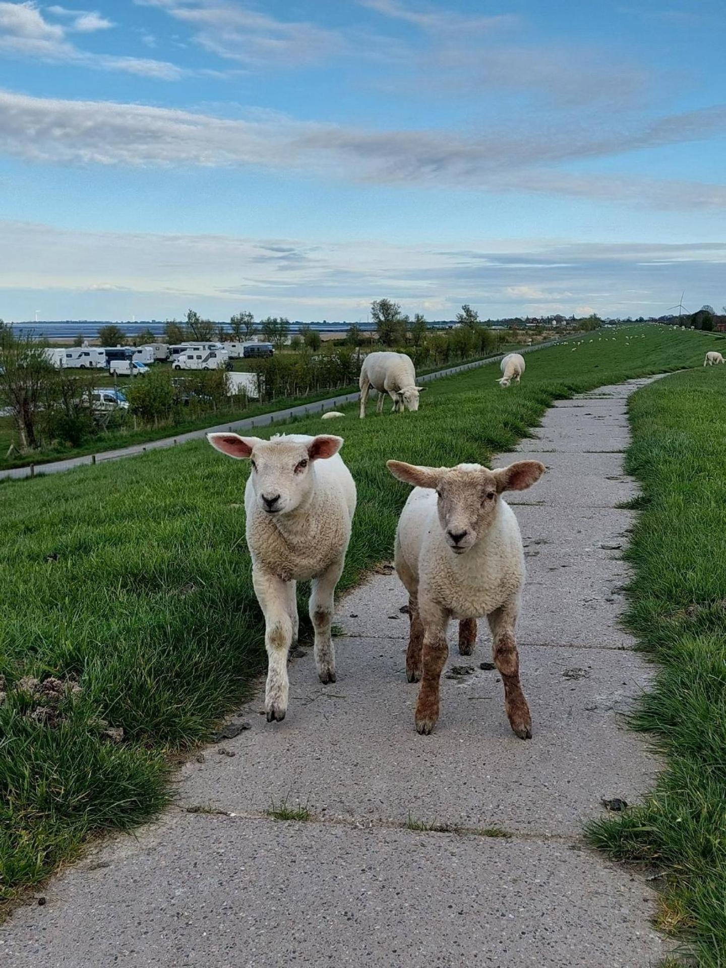 Ferienwohnung Kajüte In Fedderwardersiel