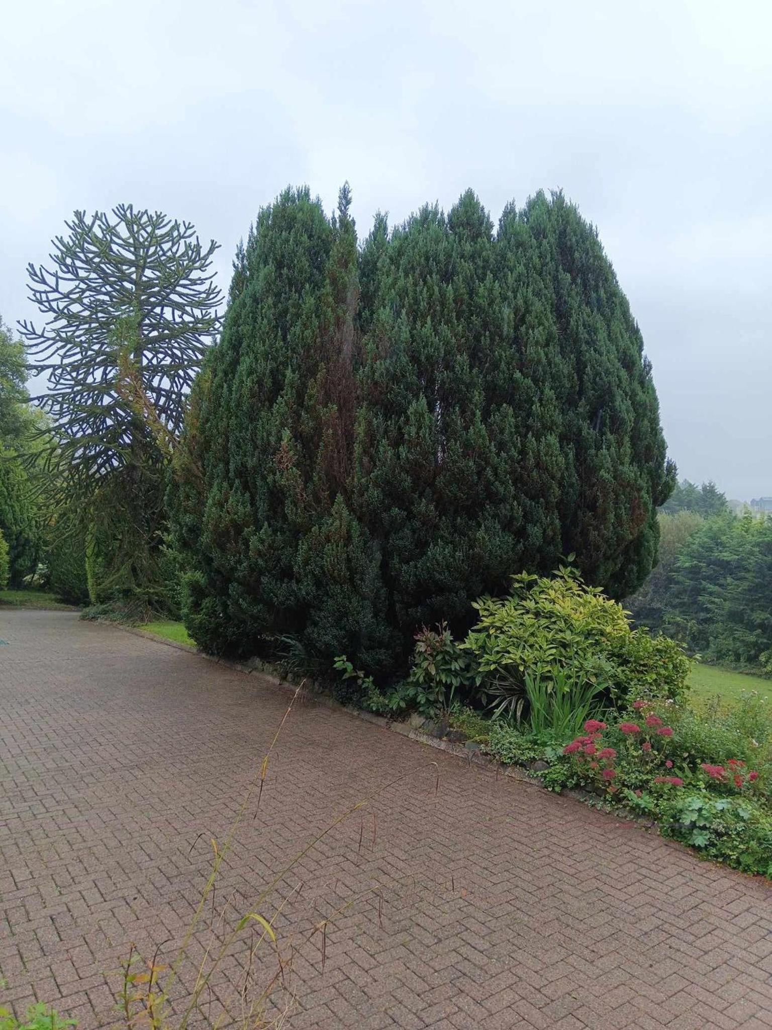 Pinewood Lodge Guest House — 3