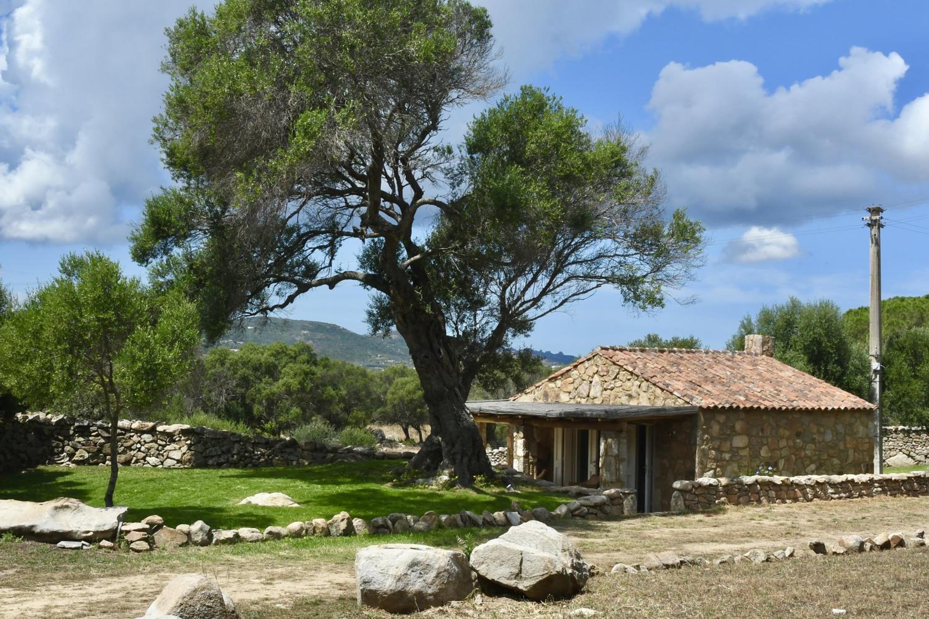 Petra d'arana