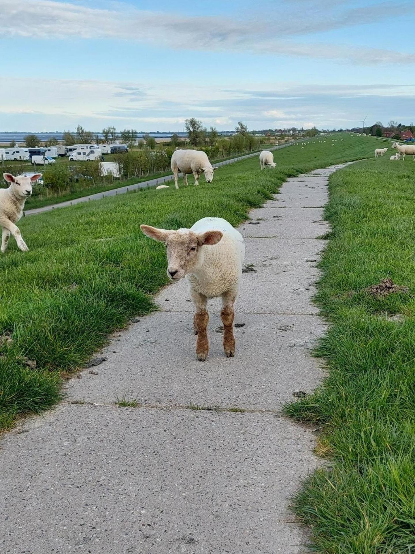 Ferienwohnung Kajüte In Fedderwardersiel