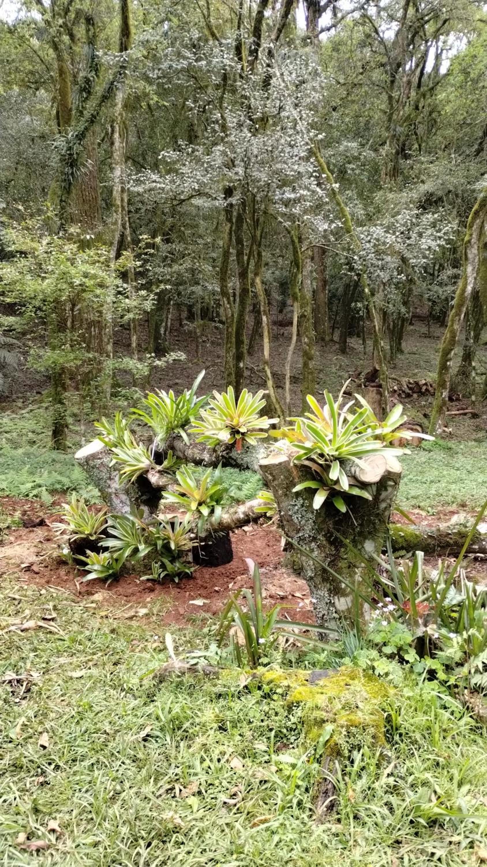 Quintal do Garnizé - Unidade Sabiá