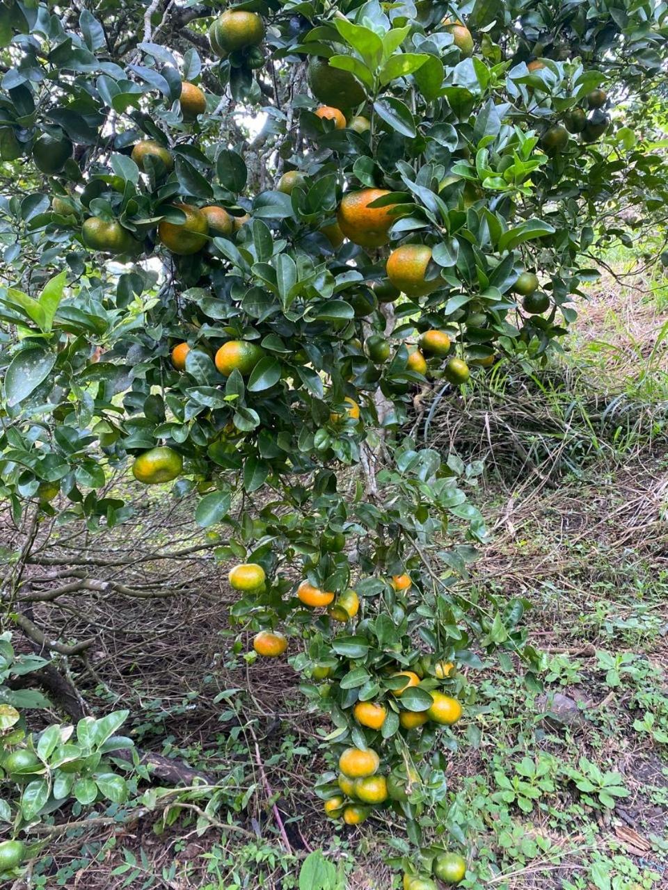 Las Cayenas