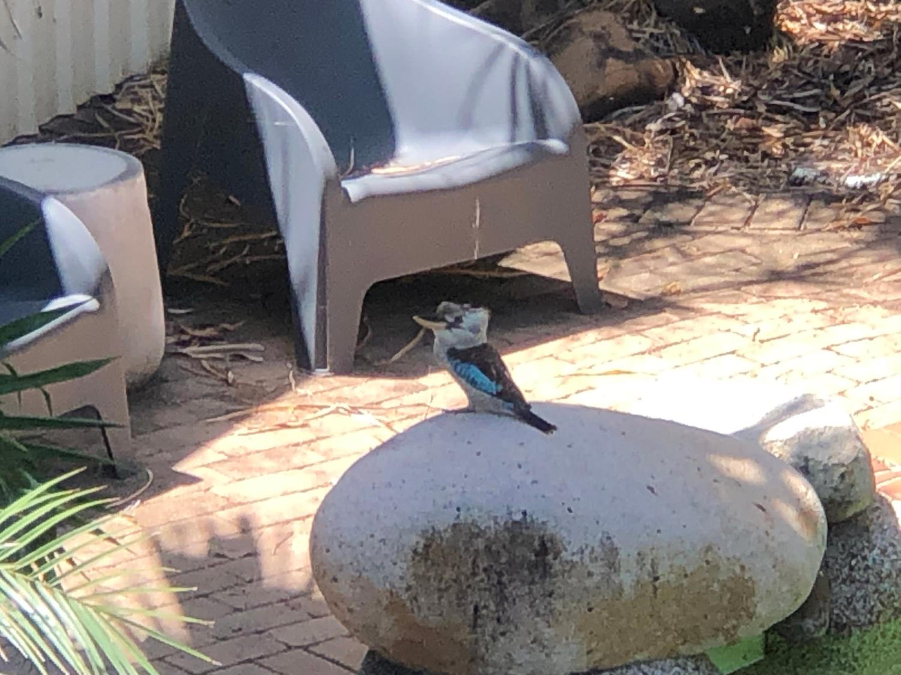 Kookaburra Oasis