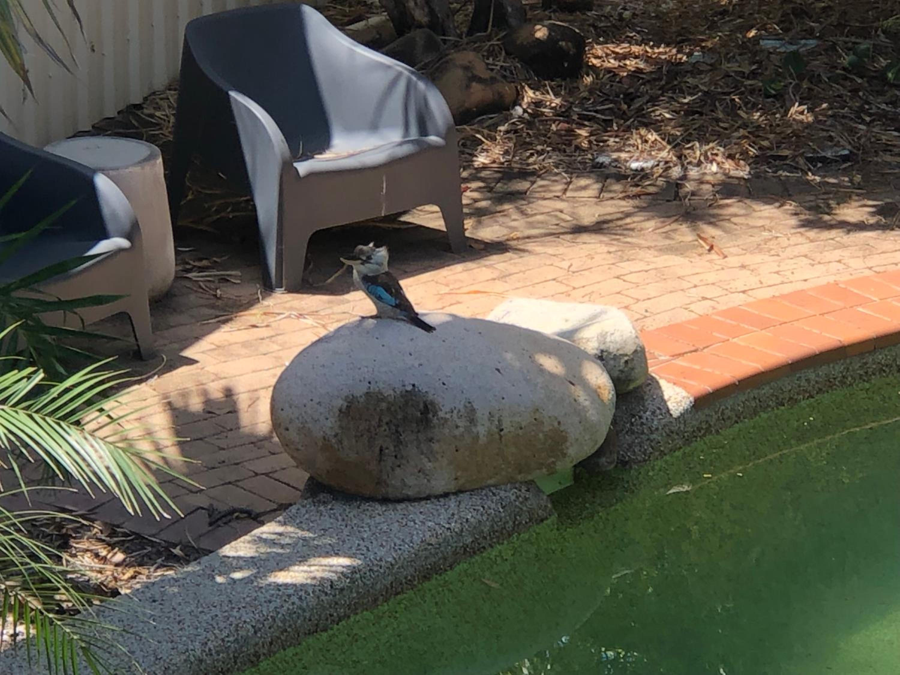 Kookaburra Oasis
