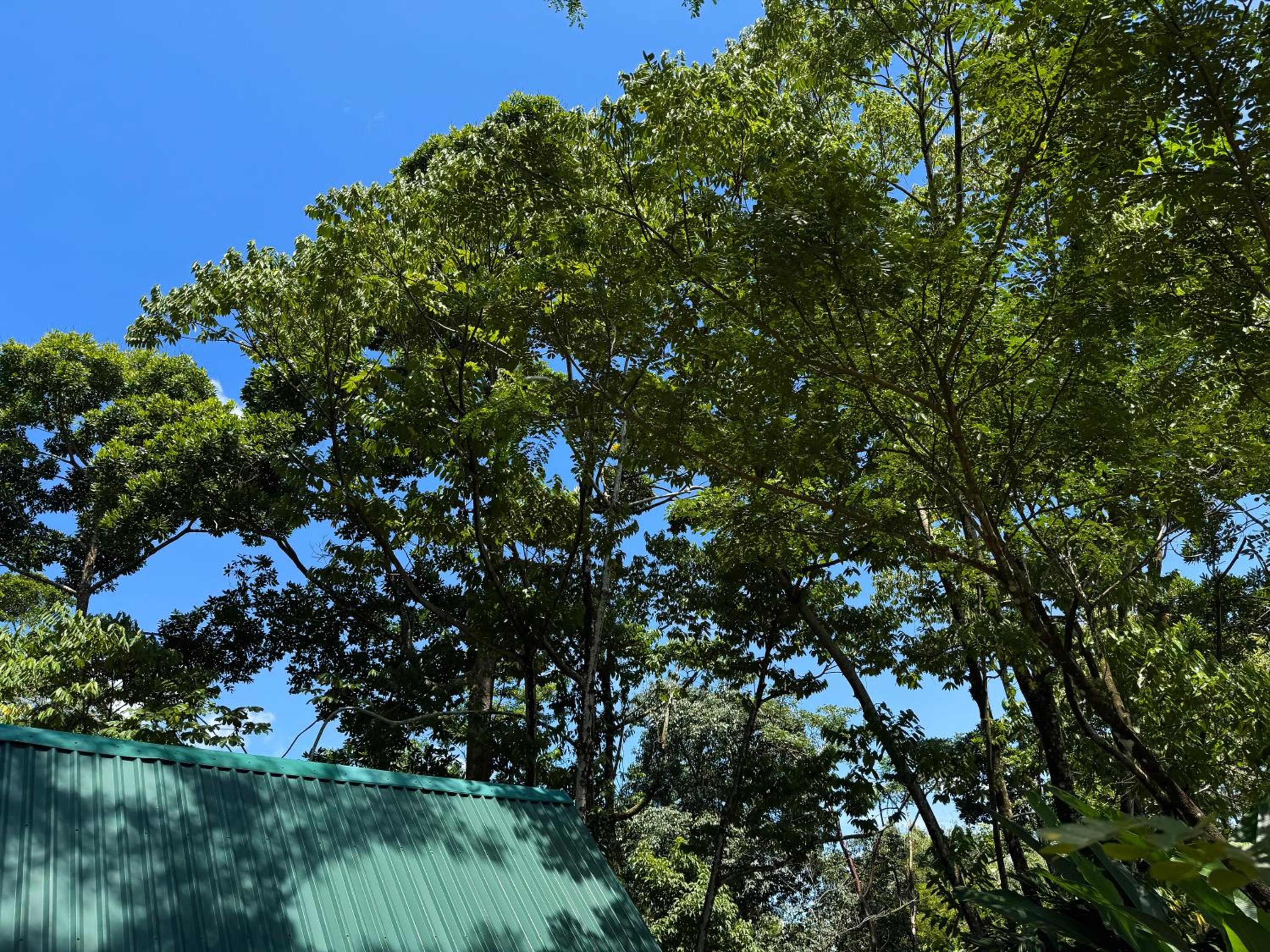Oro Verde Lodge