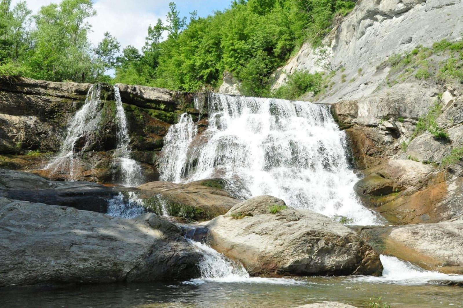Forest Paradise Hanevci