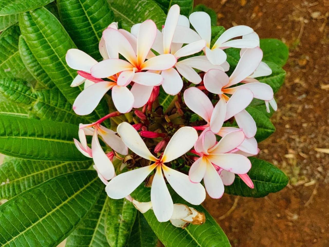 Mizzle Exotica Lonavala, photo 26