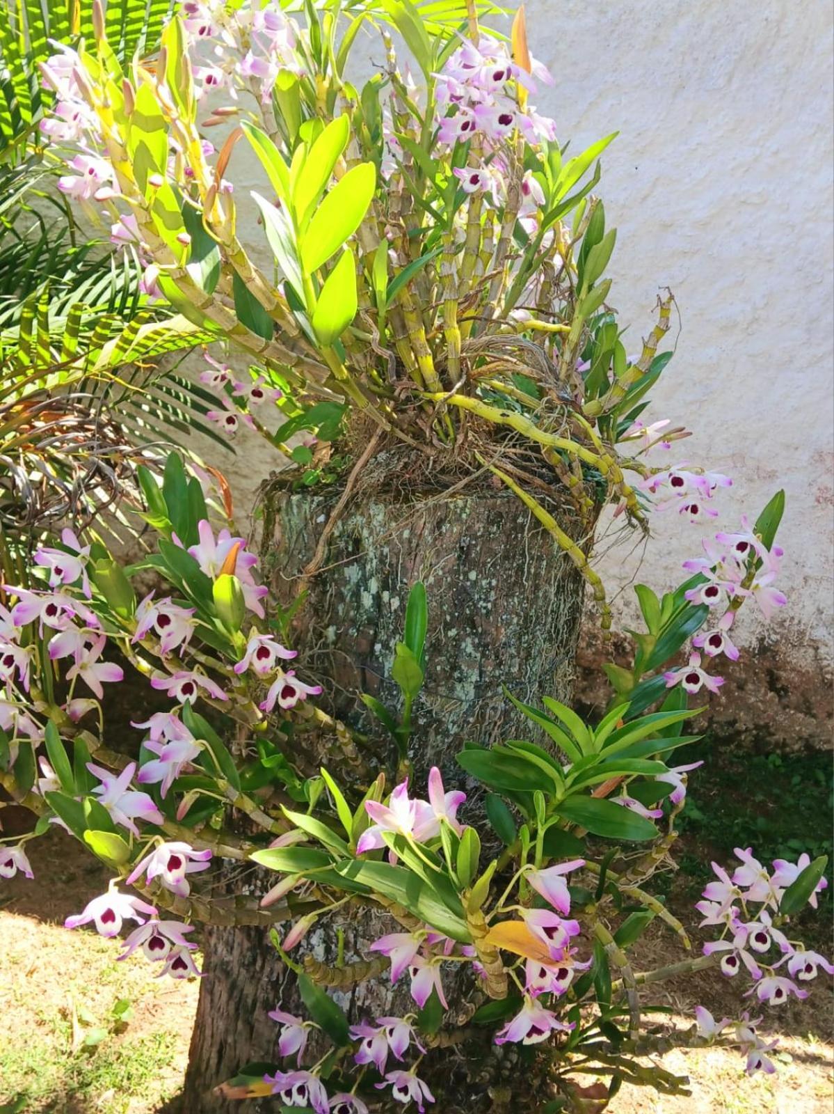 Vila do Tatá