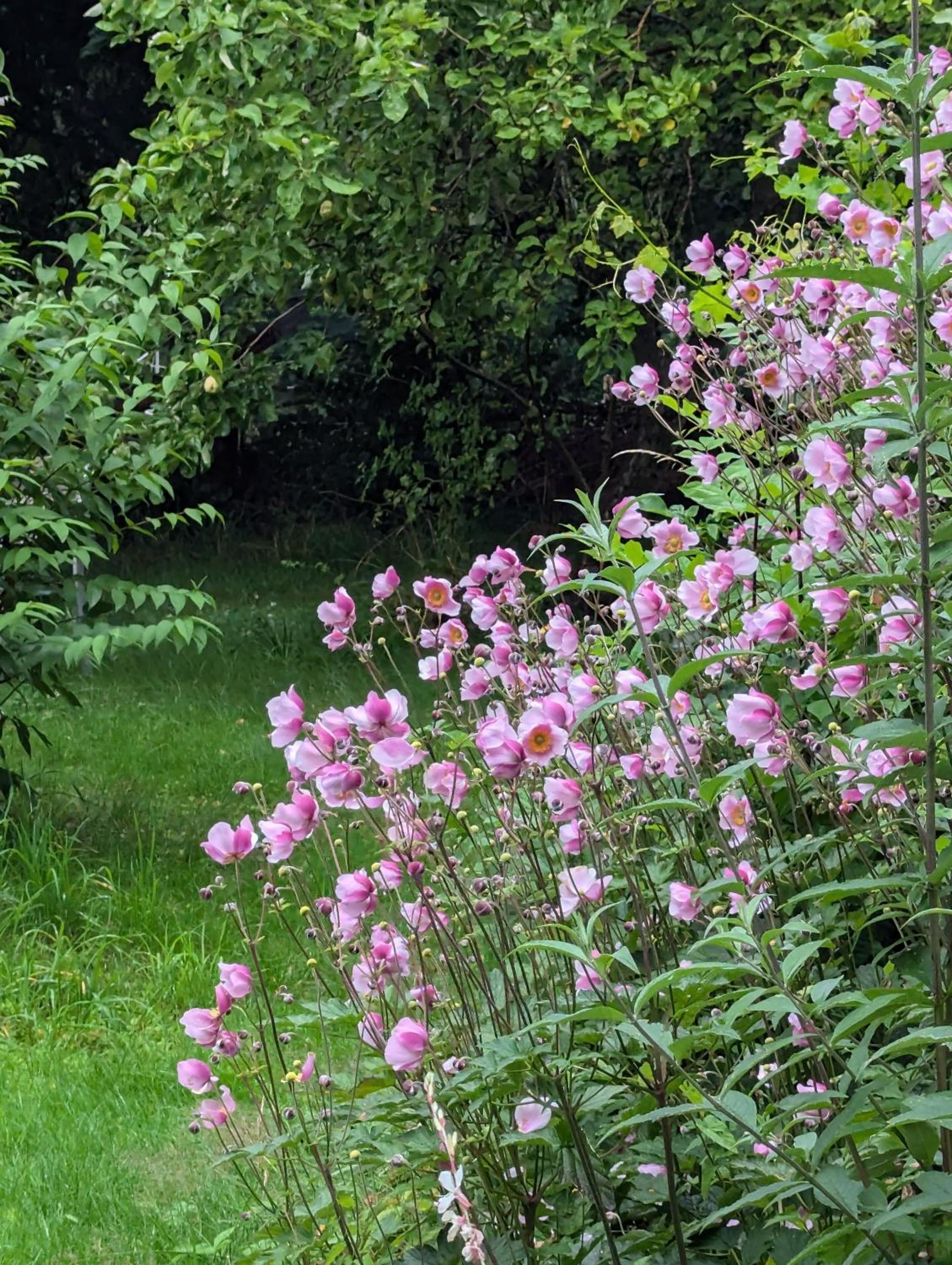 Lejlighed ved skov