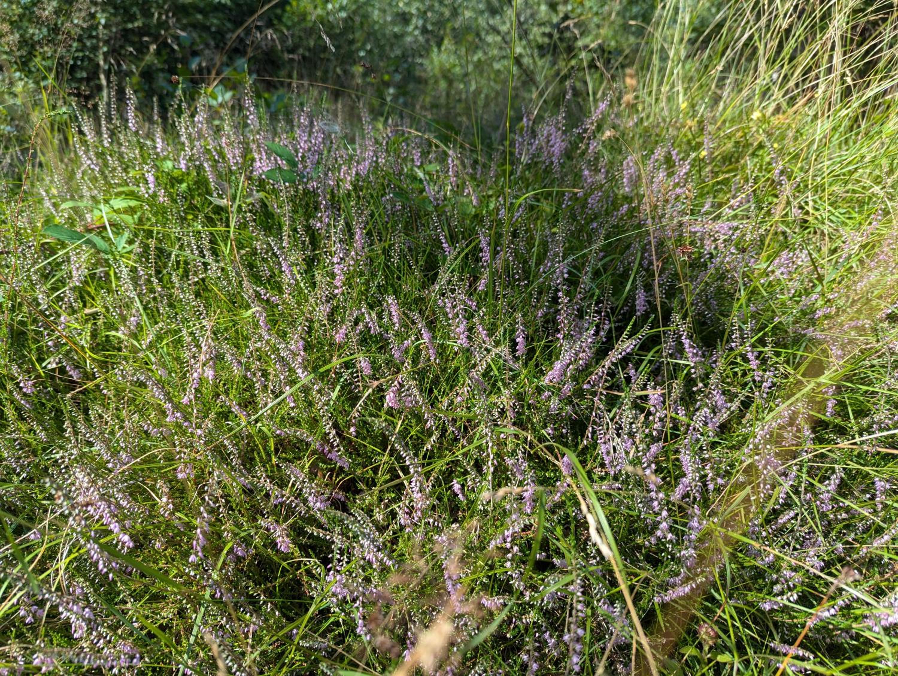 Lejlighed ved skov