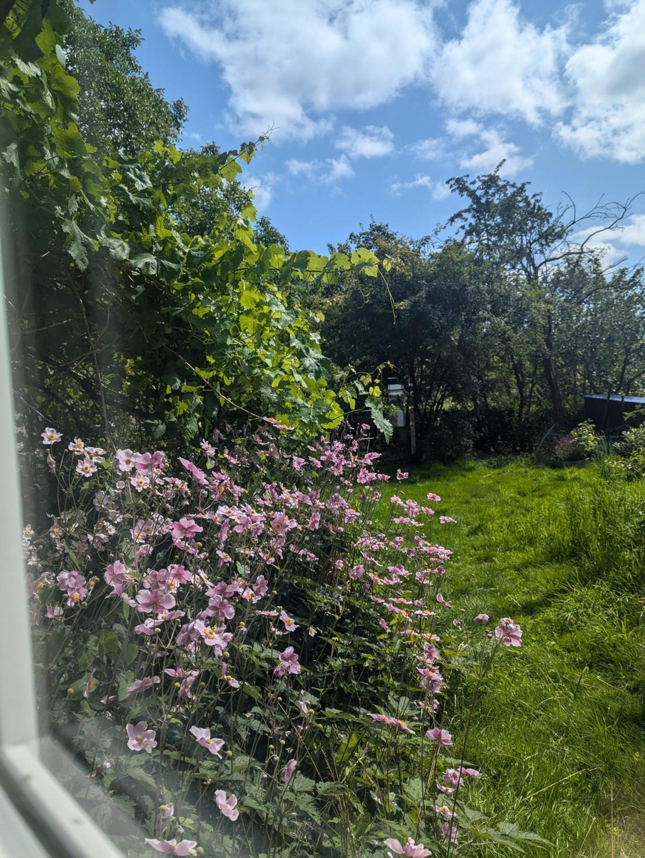 Lejlighed ved skov