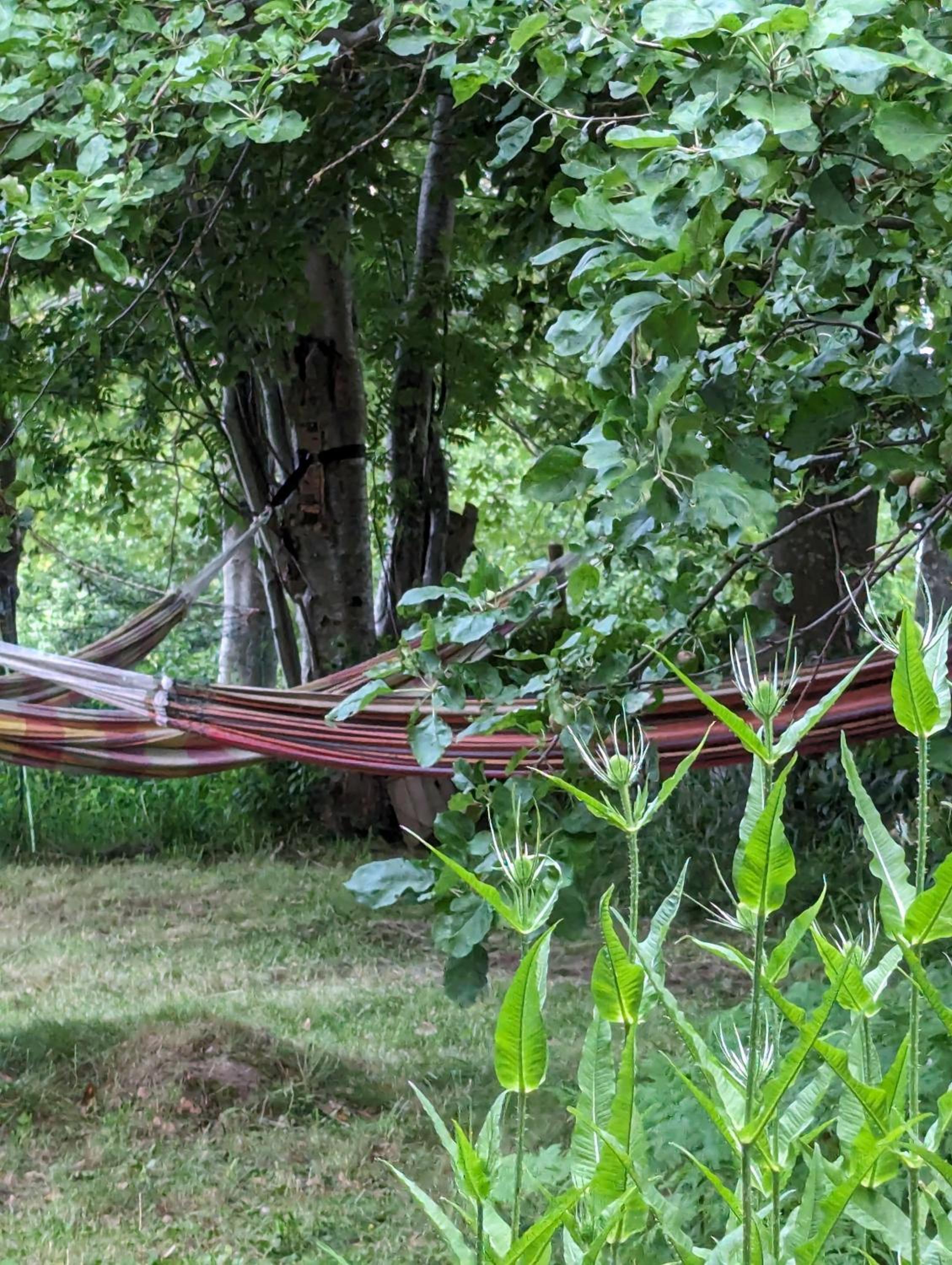 Lejlighed ved skov