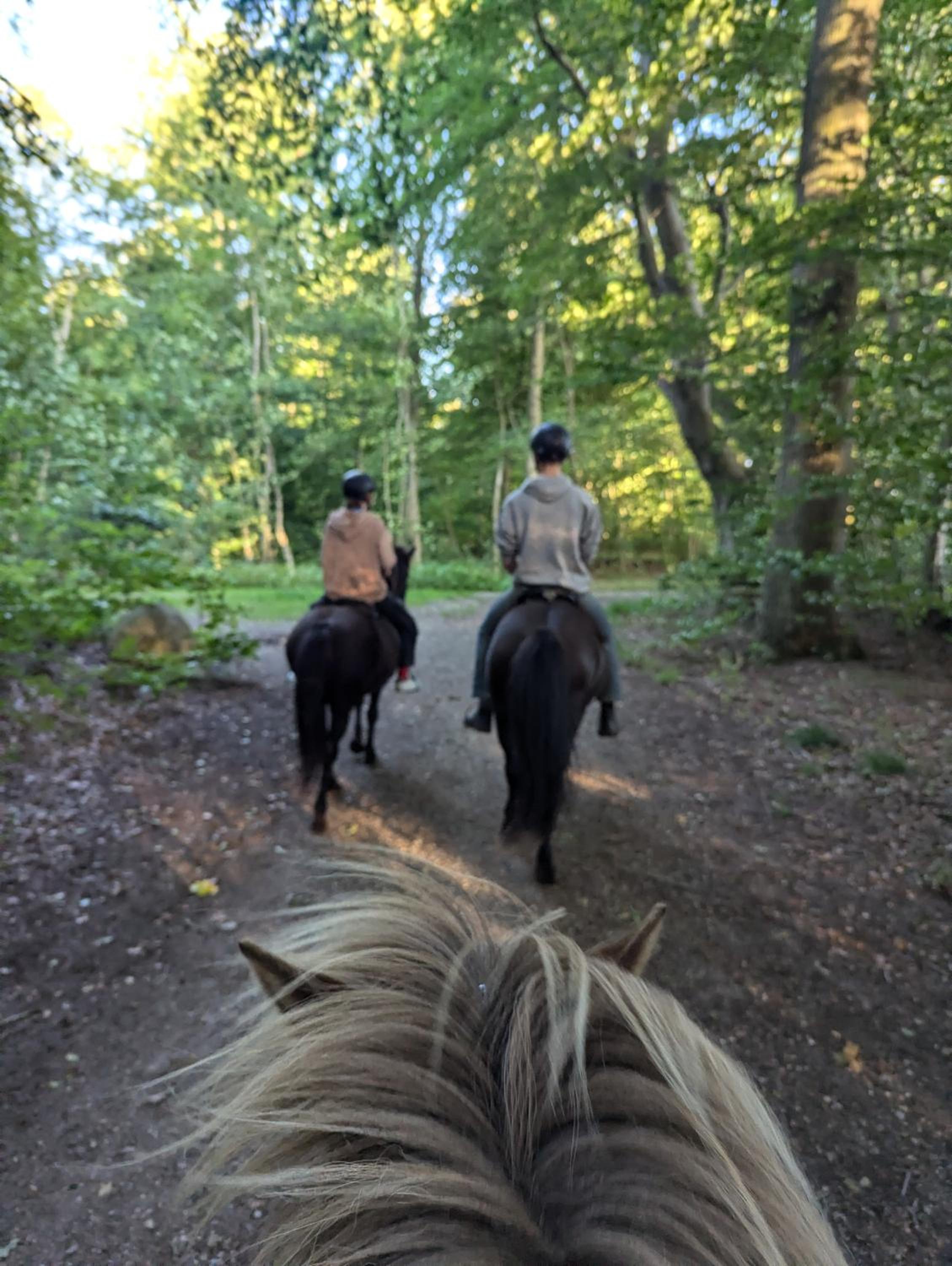 Lejlighed ved skov