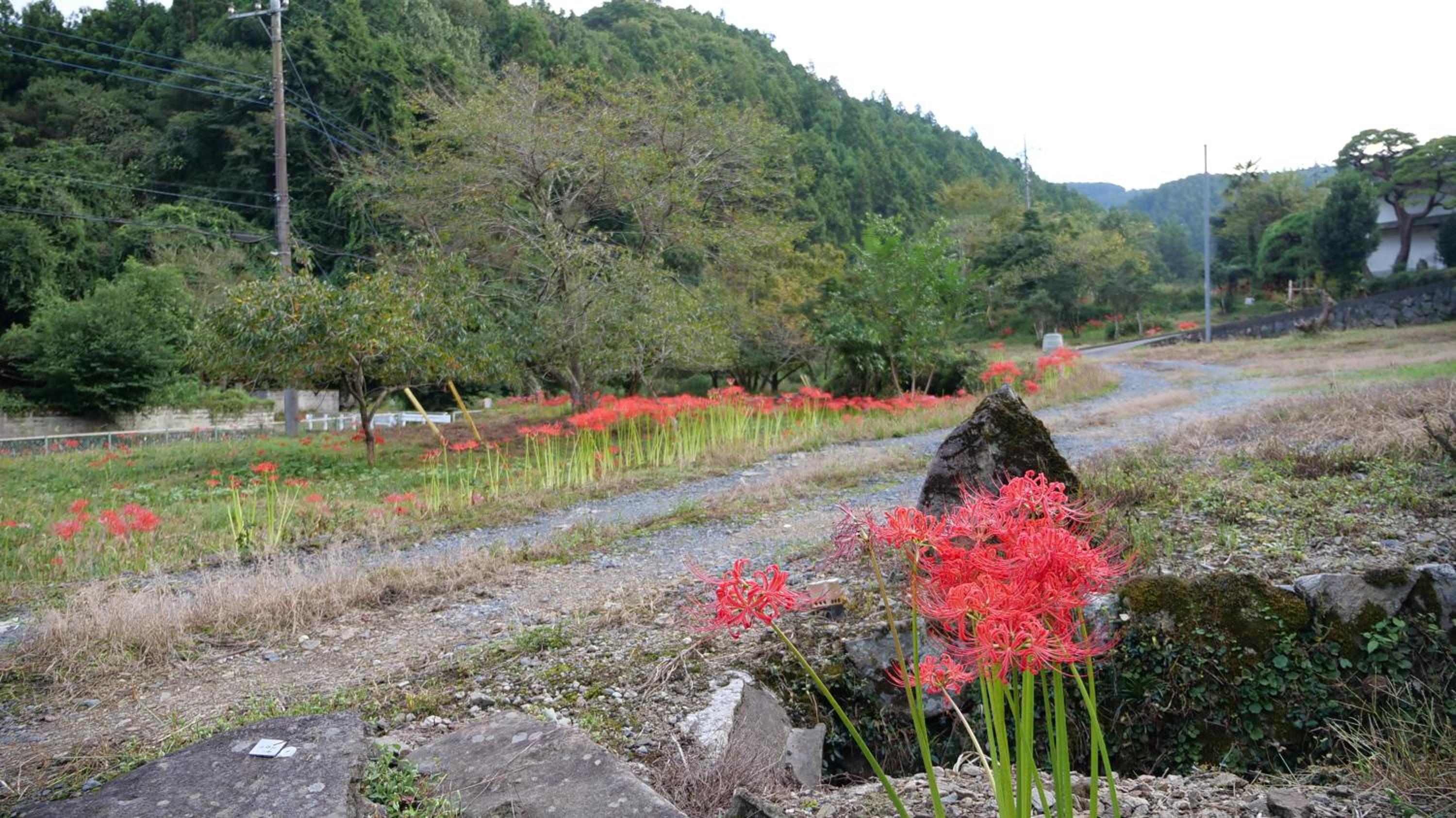 Photo 42