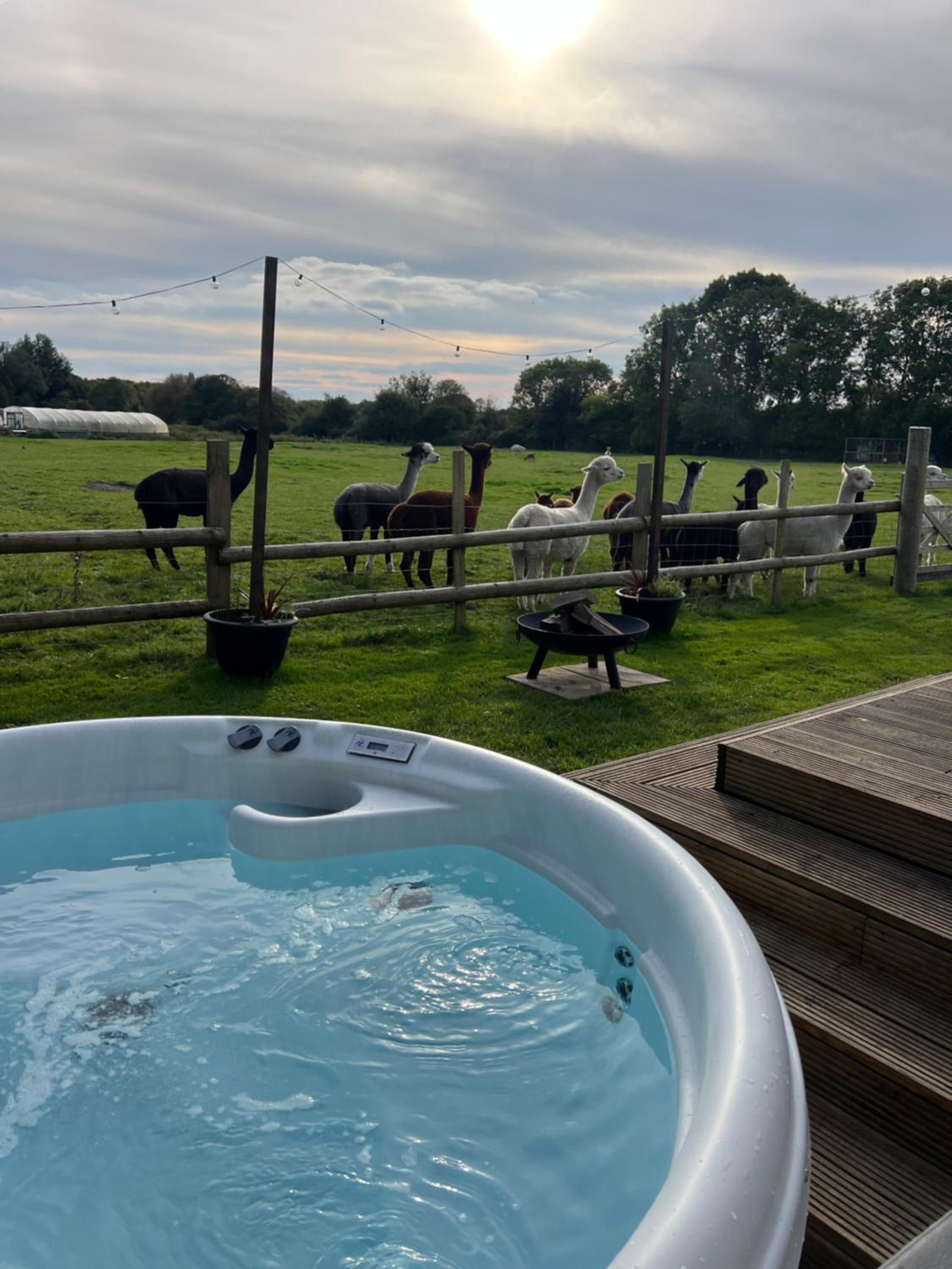 The Alpaca Cabin