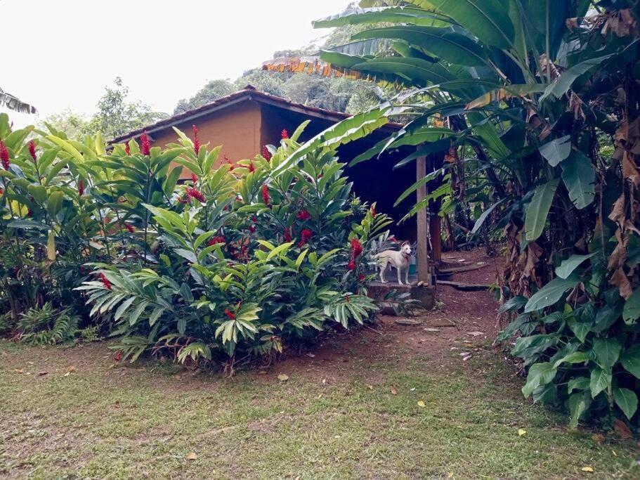 Casa Amarela em Boiçucanga