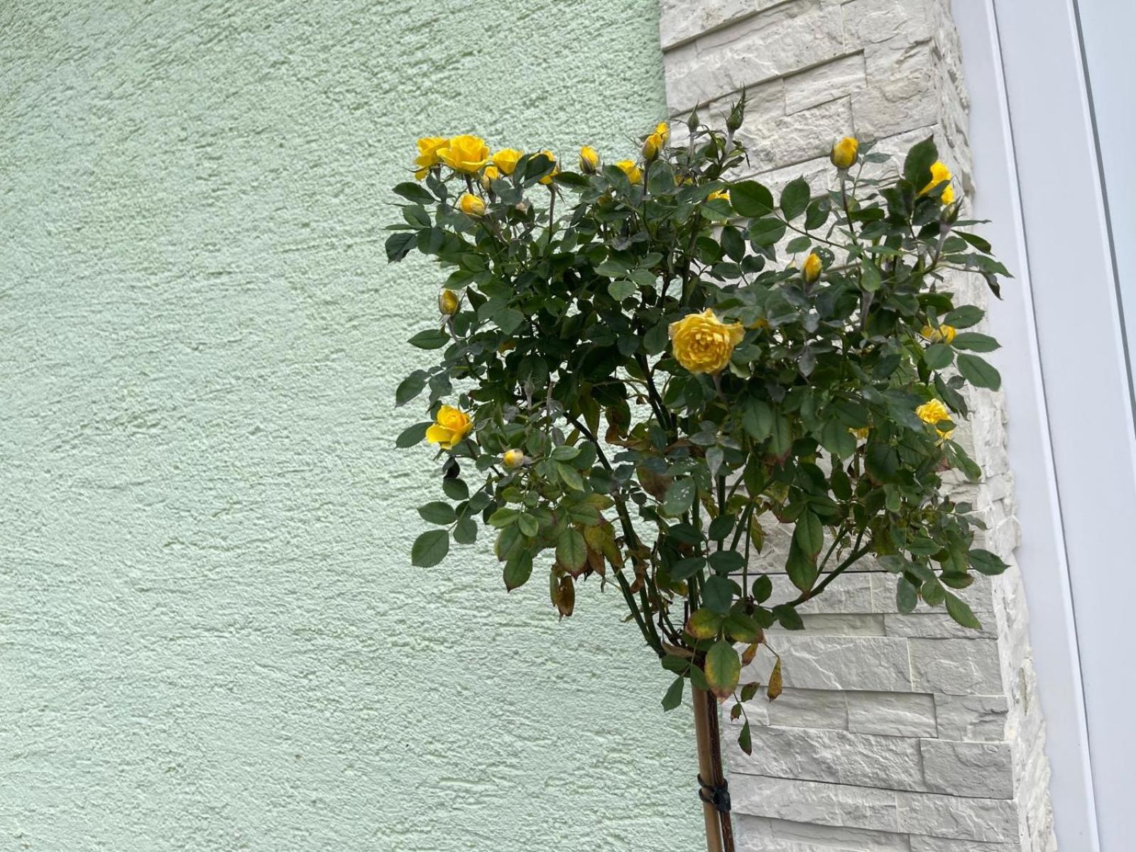 Photo 24