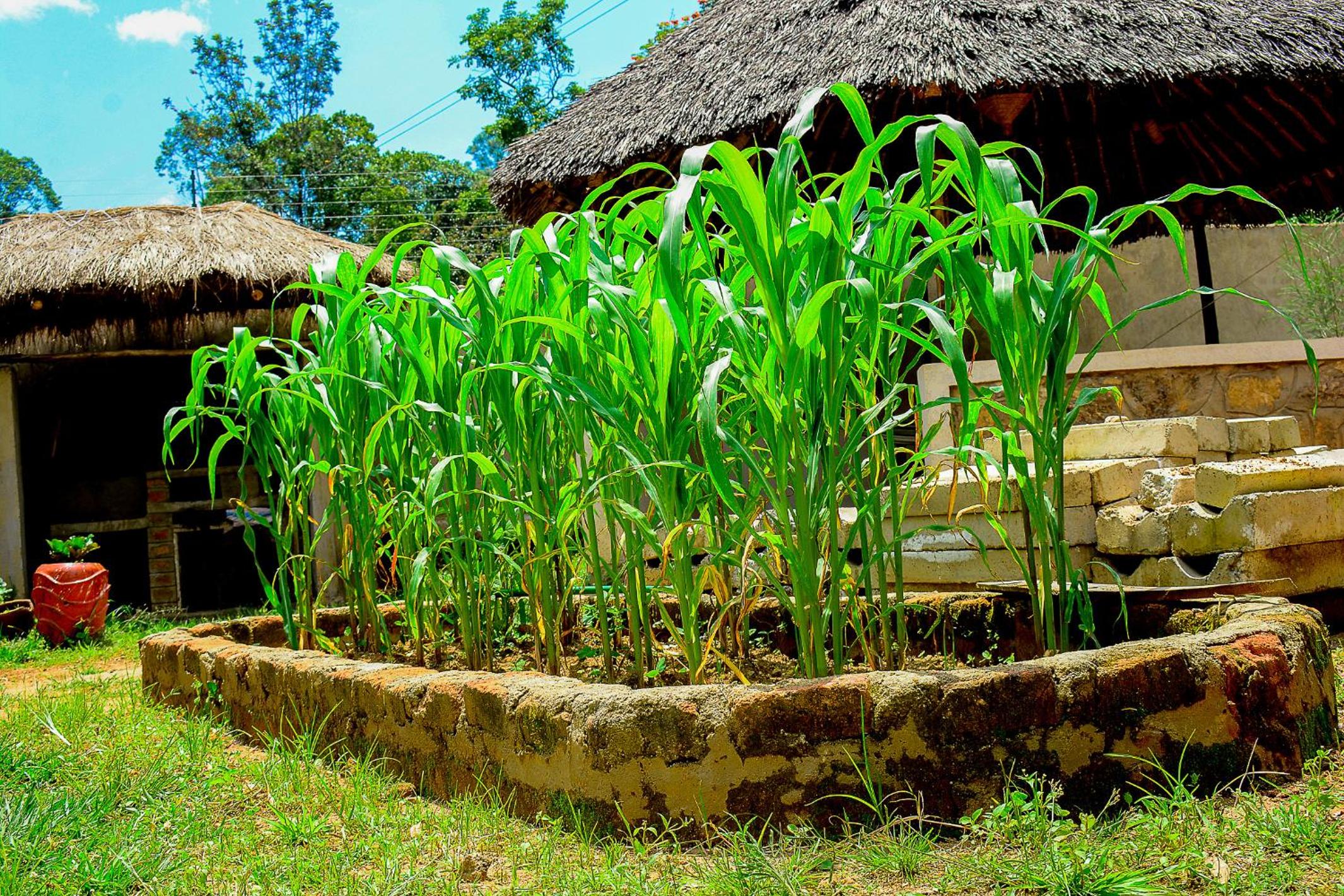 Tropical lodge
