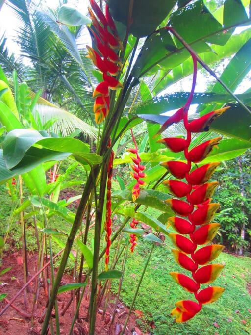 Bamboo Jungle Cabin 3 nights minimum stay