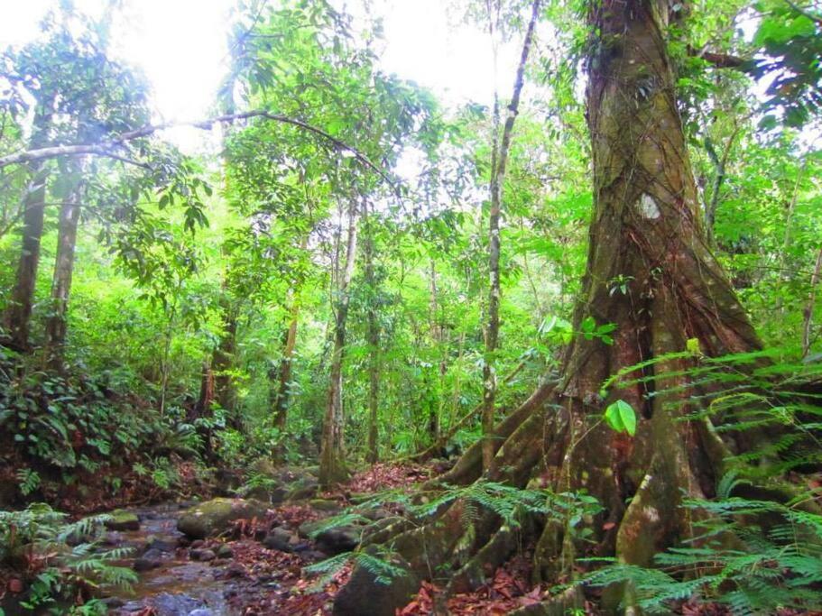 Bamboo Jungle Cabin 3 nights minimum stay