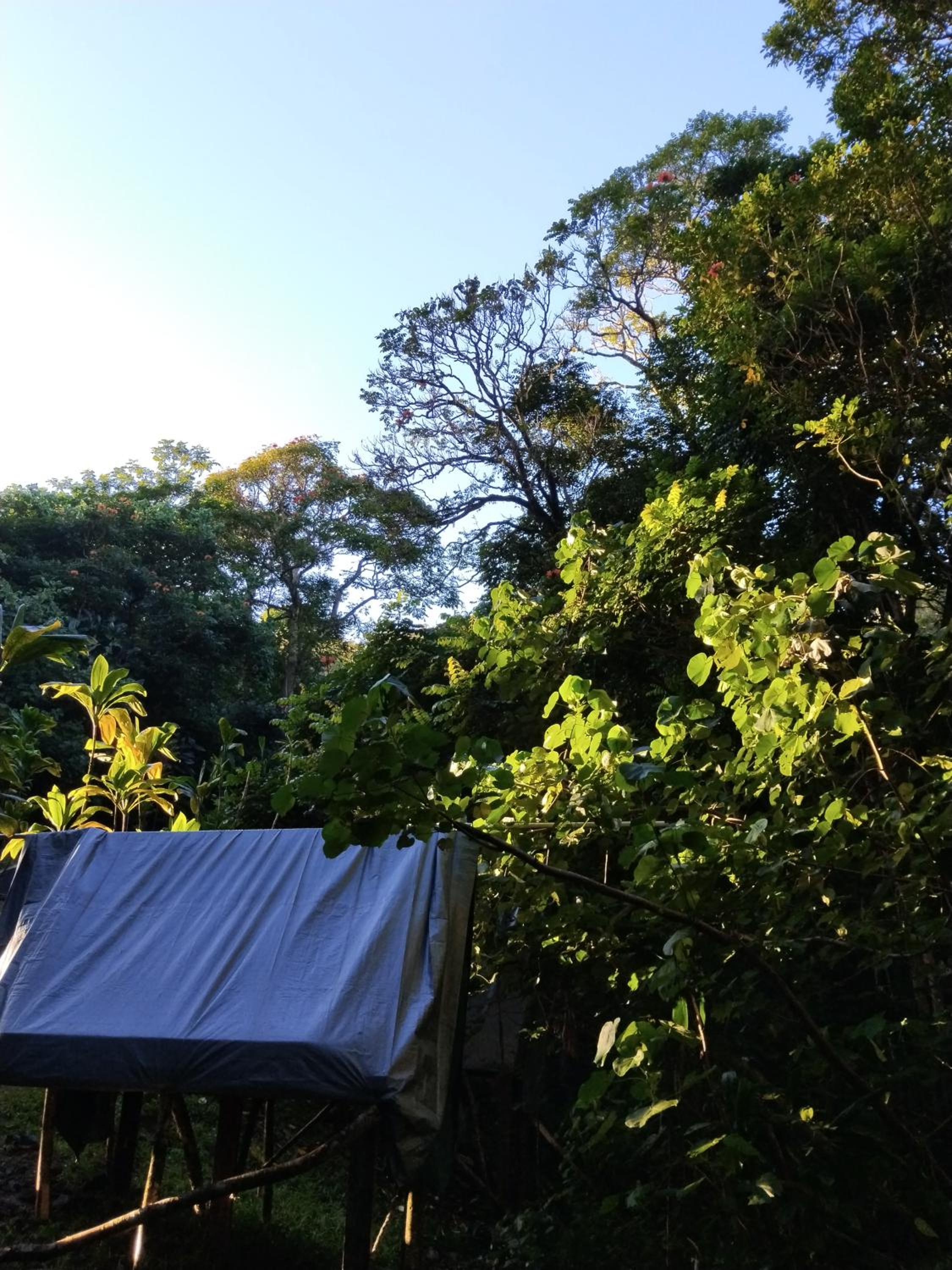 Tahiti Natura Lodge view 5