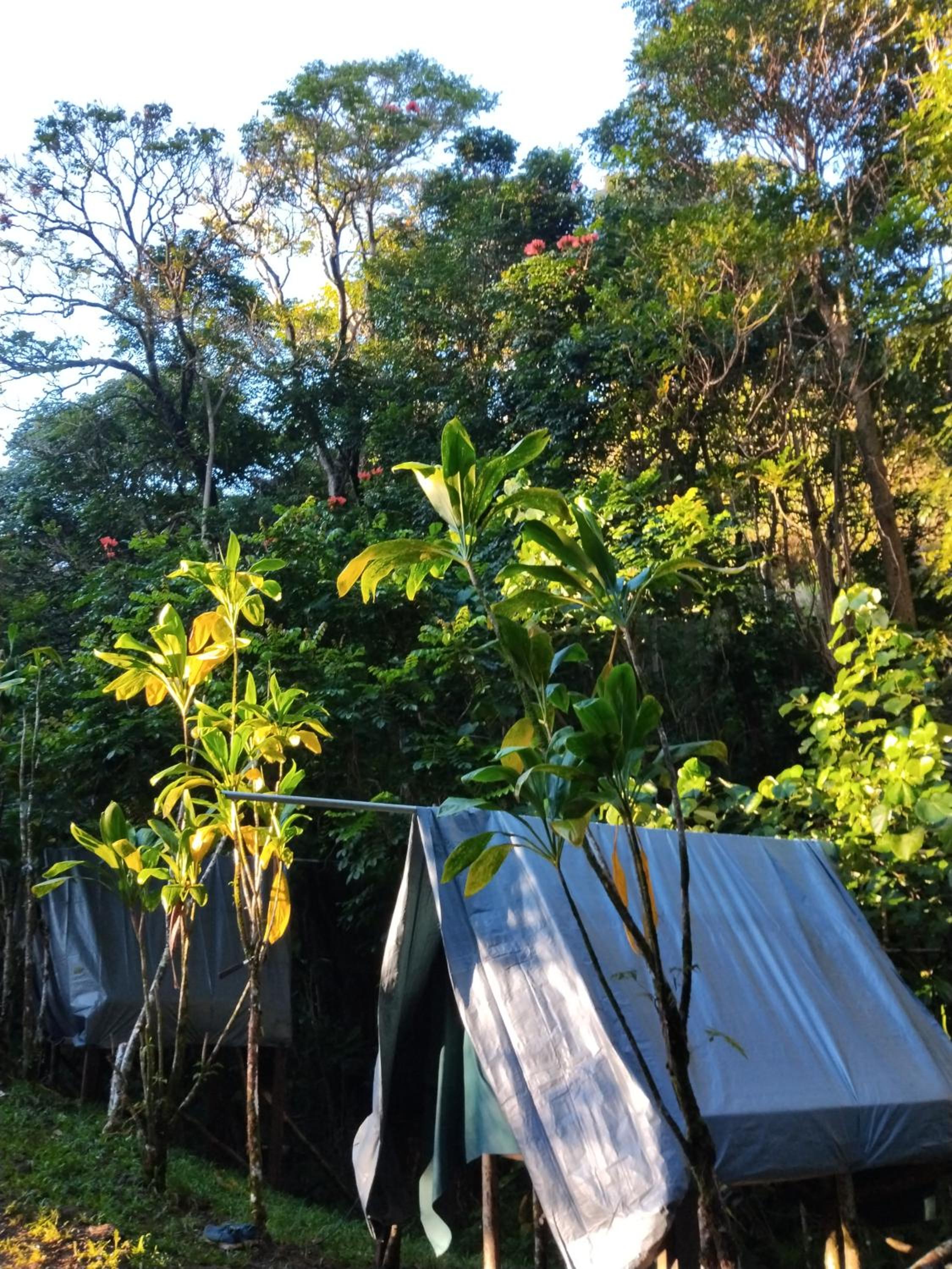 Tahiti Natura Lodge view 3