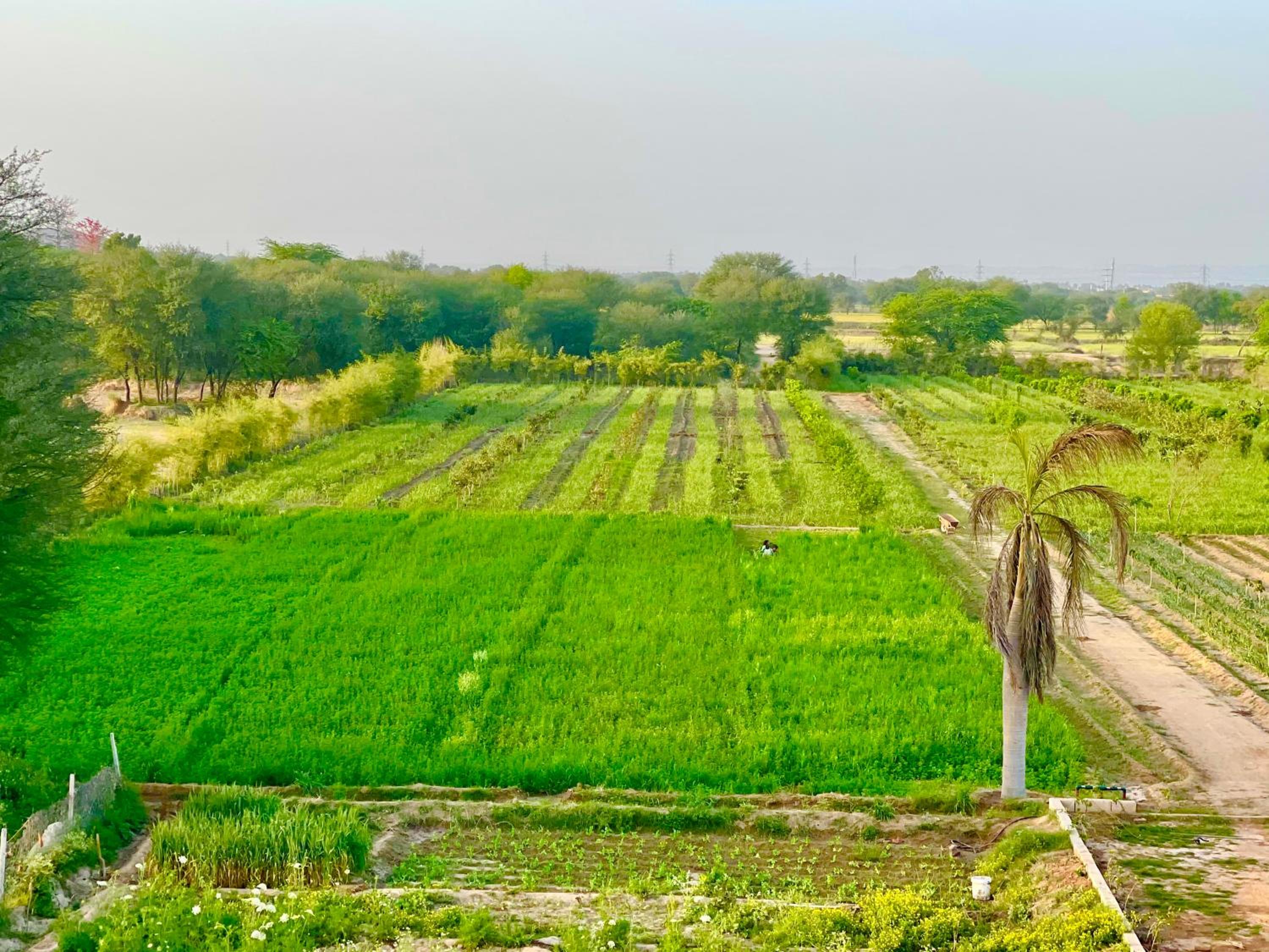 Jhelum Farm house view 5