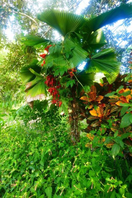 Villa Divina at Framadani estate - Jungle villa with a pool