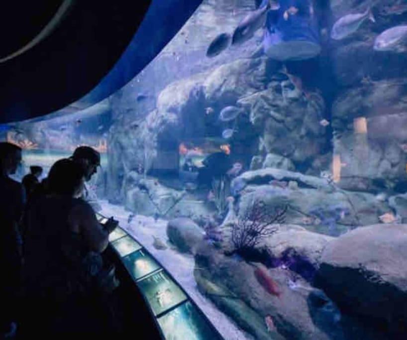 Ruzafa experience Oceanografic ciencias