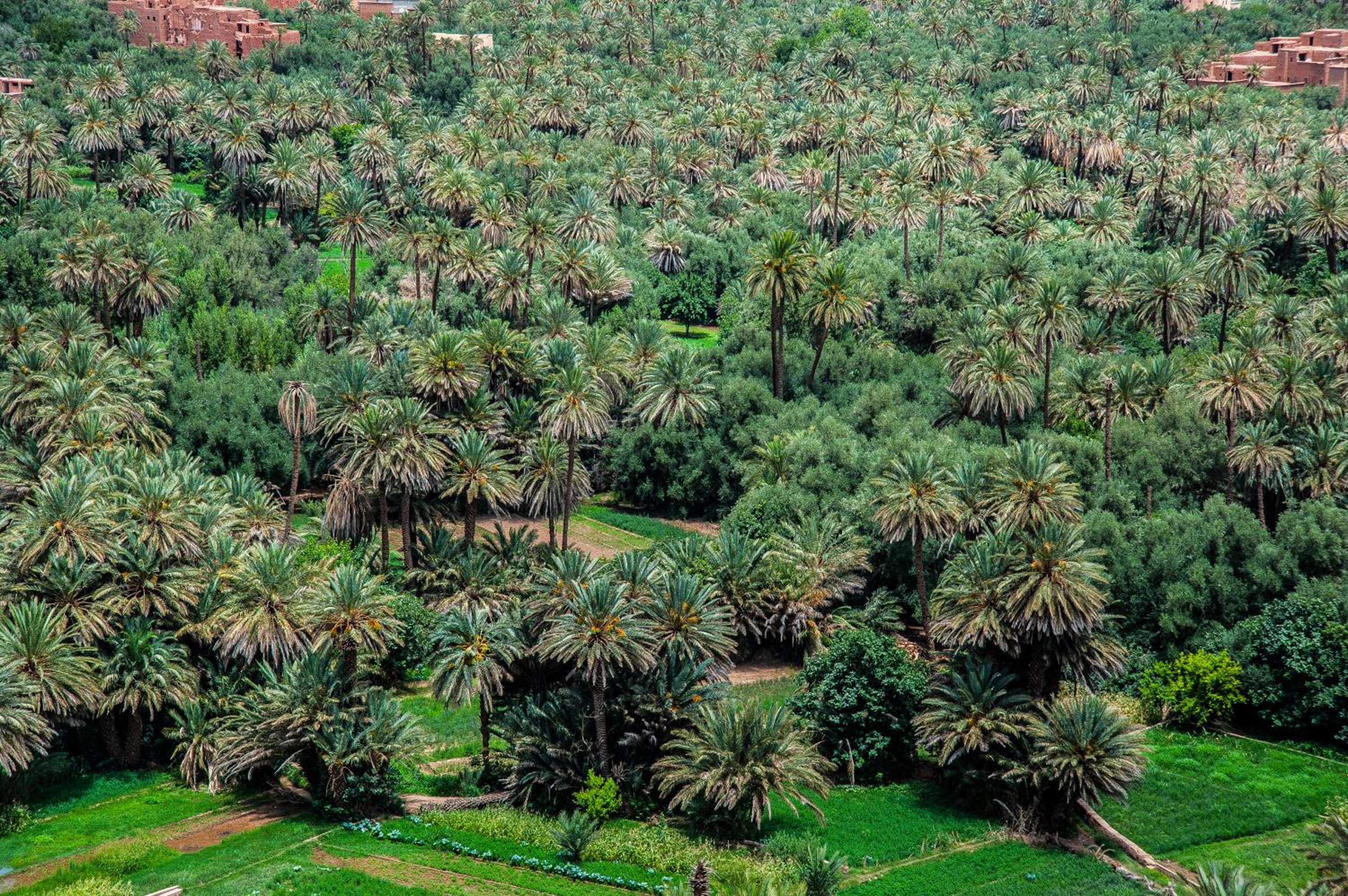 Dar tiwira