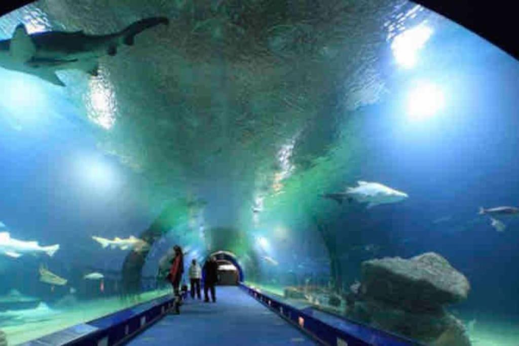 ruzafa oceanograf science center