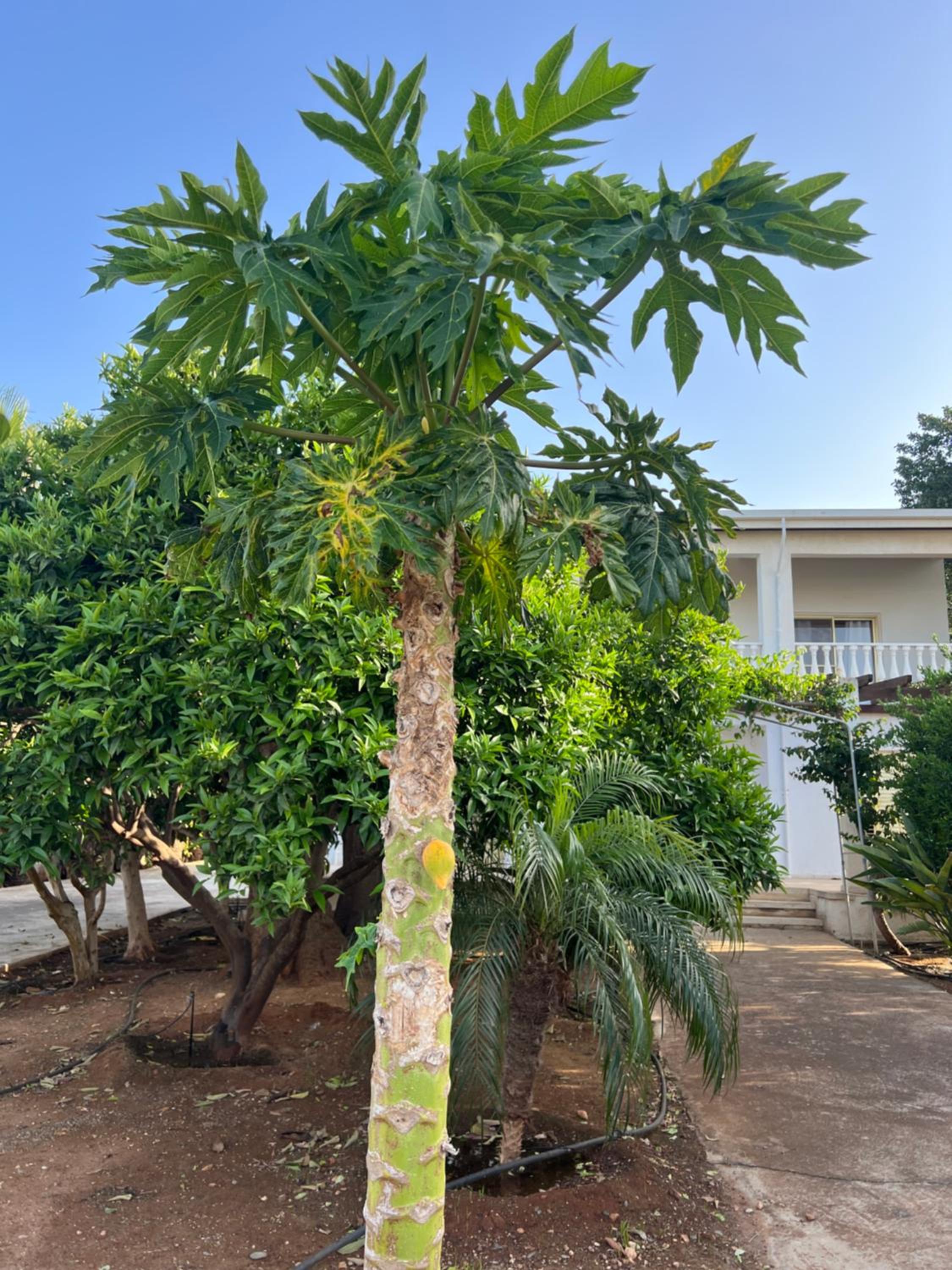 Erini Villa