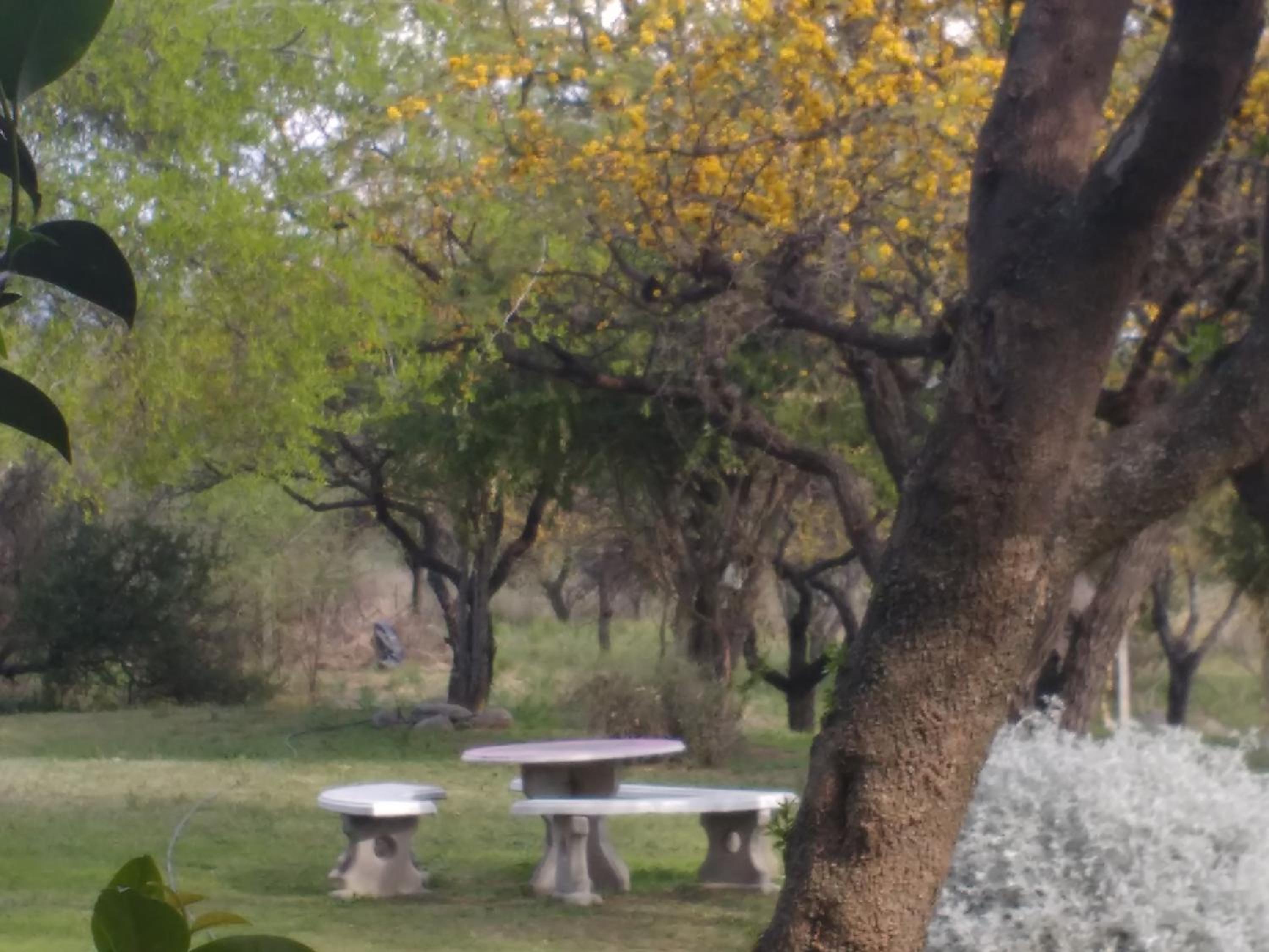 Colibríes en Las Moreras