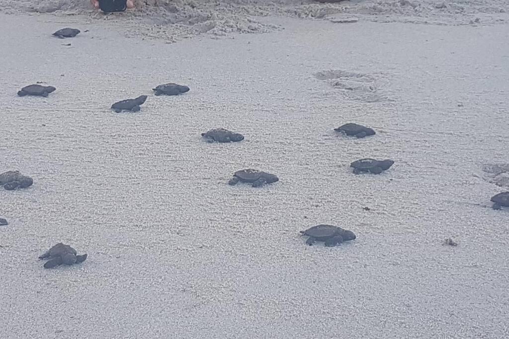 Apartamento Praia dos Carneiros