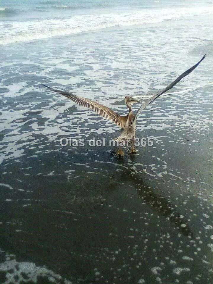 Cabaña Olas Del Mar