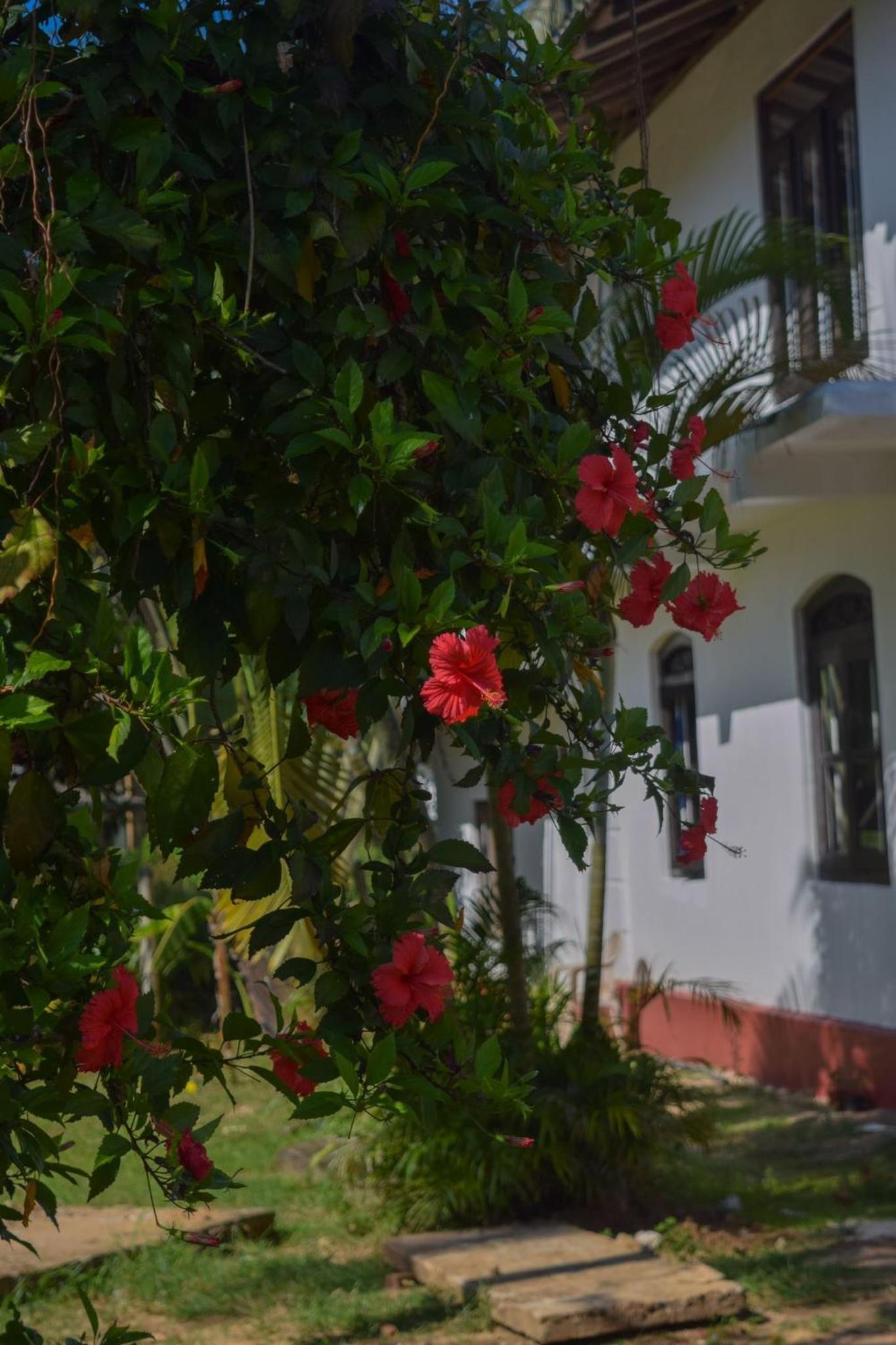 Miga villa