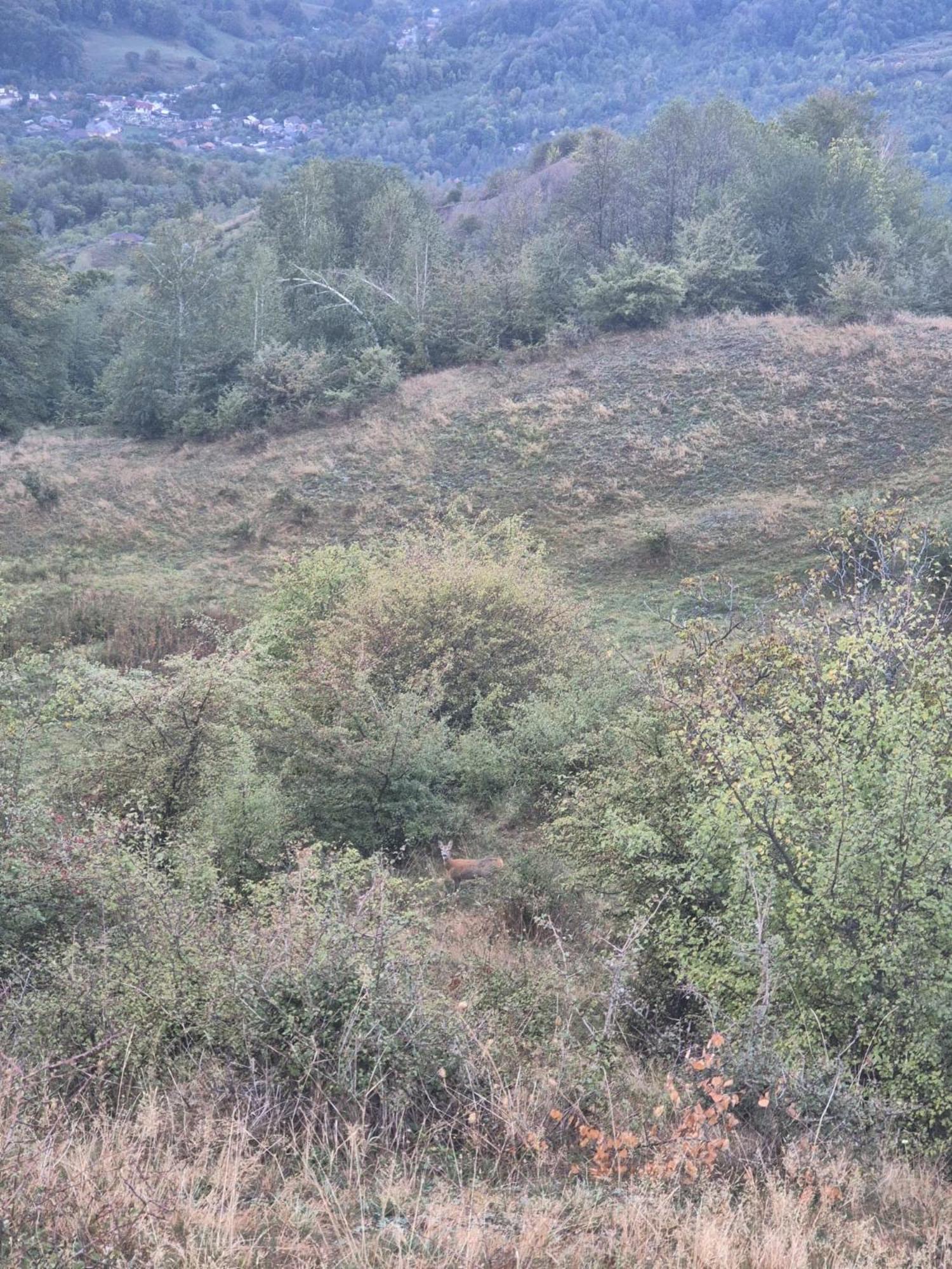 Cabana Morarilor